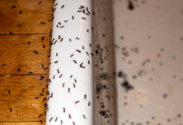  Eldorado At Santa Fe, NM Pest Control Pros