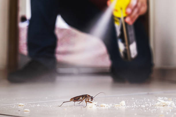 Flea Control Services in Eldorado At Santa Fe, NM